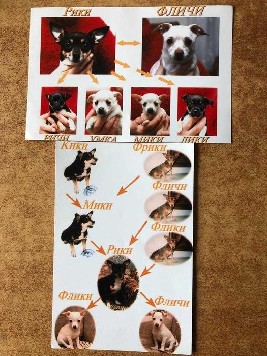 Карликовый пинчер