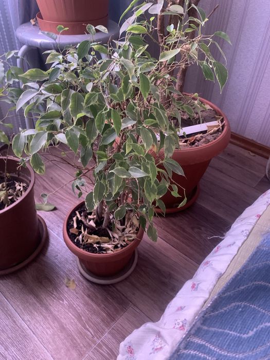 Продам комнатные растения