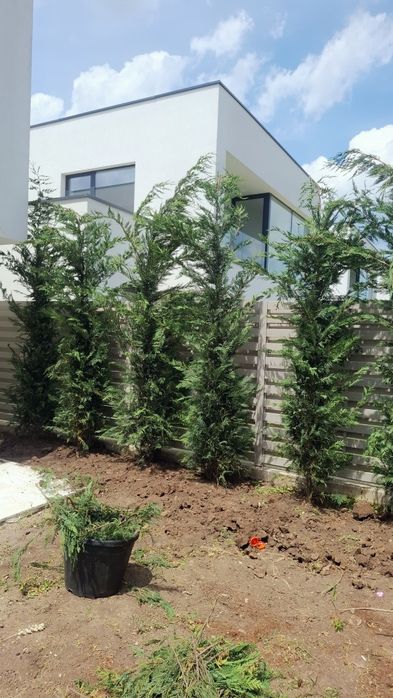 Cupressociparis leilandi 3m