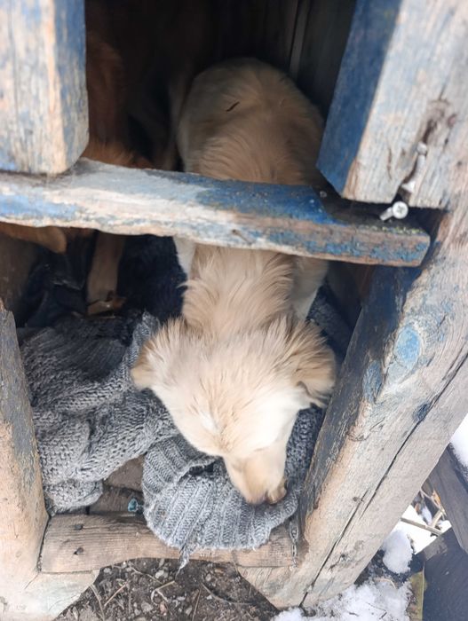 Щенки средней породы.