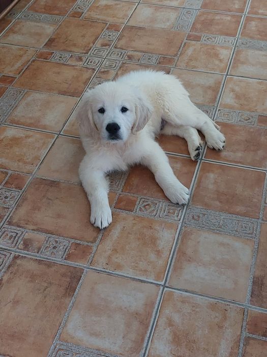 Vand catel de golden retriever