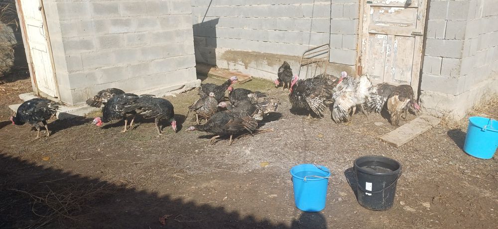 Продам индюков домашний