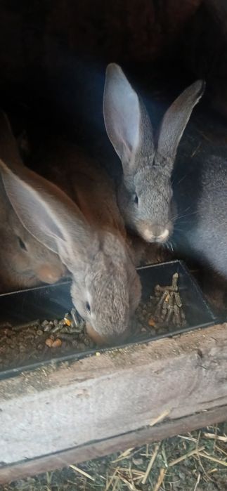 Iepuri de rasa uriasi