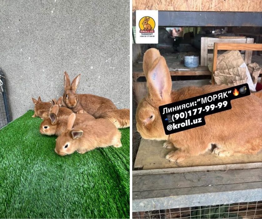 Бургундия қуёнлар