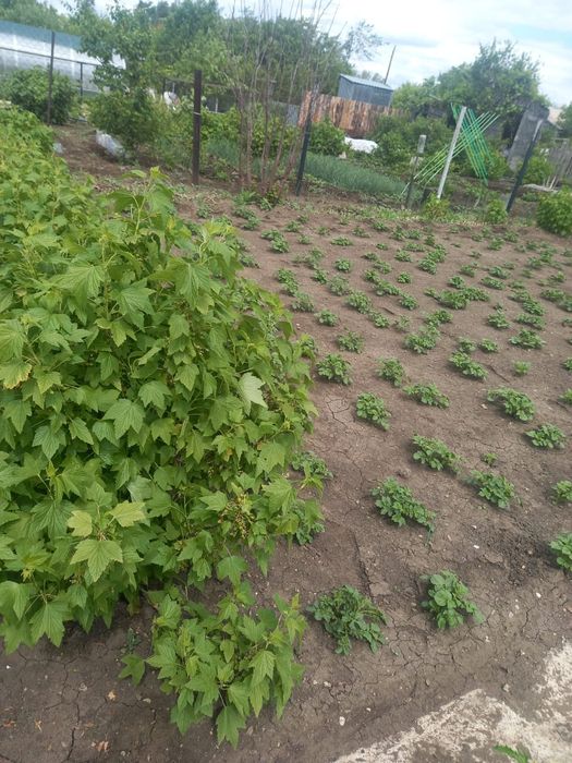 продам дачу с насождениями  все есть