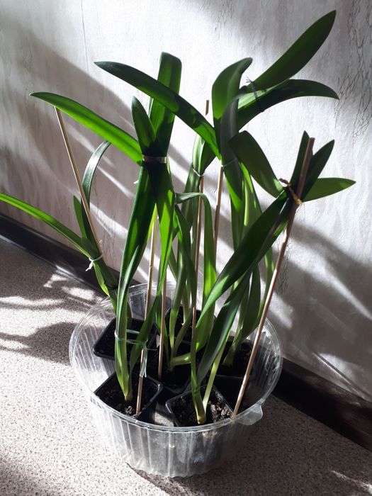 Комнатные цветы гиппеаструм (амариллис)