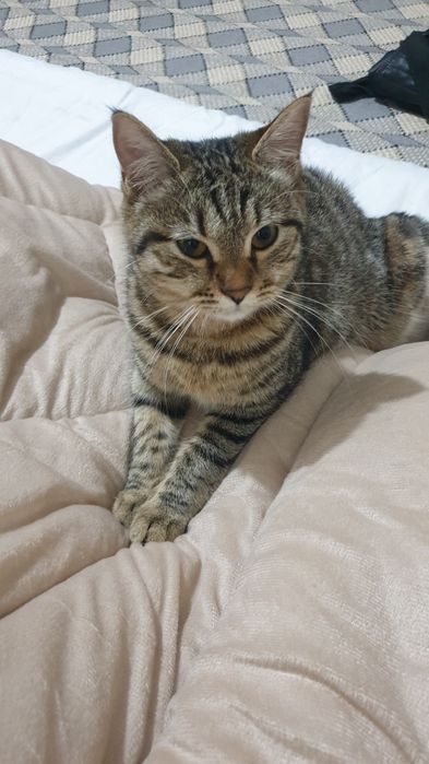 Qiz mushuk 7 oylik ismi Mira judayam Mehribon