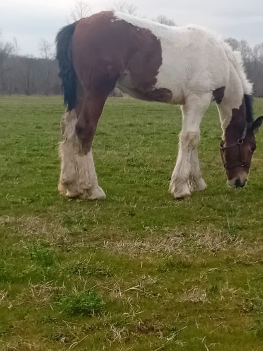 Vând manz gipsy vannar de 7 luni  sau schimb cu manza friz