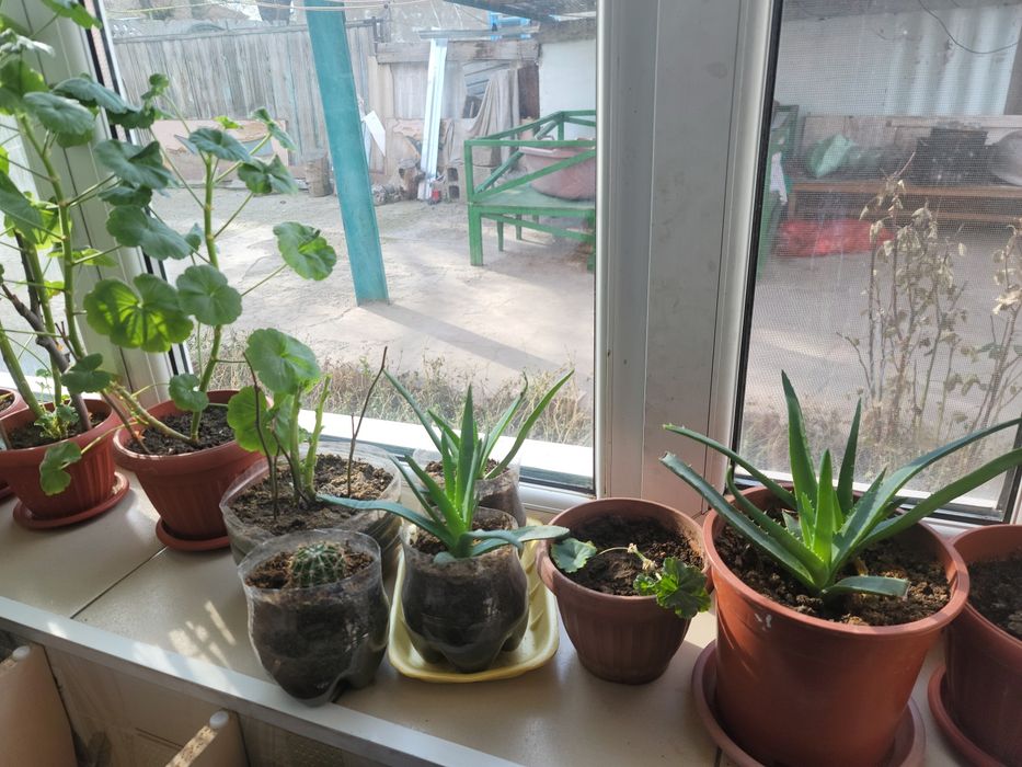 Домашние цветы алоэ 2летний