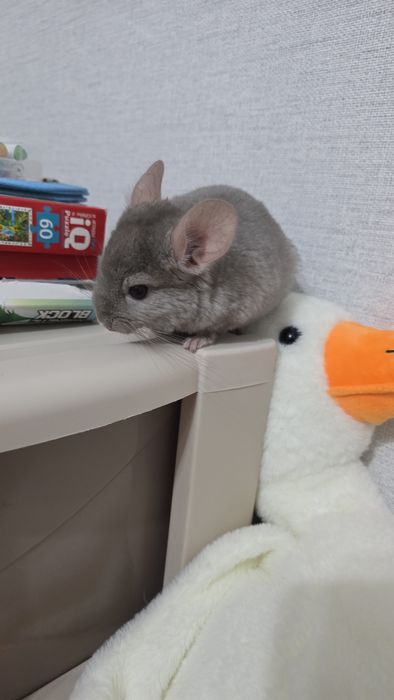 Продам шиншиллу девочку