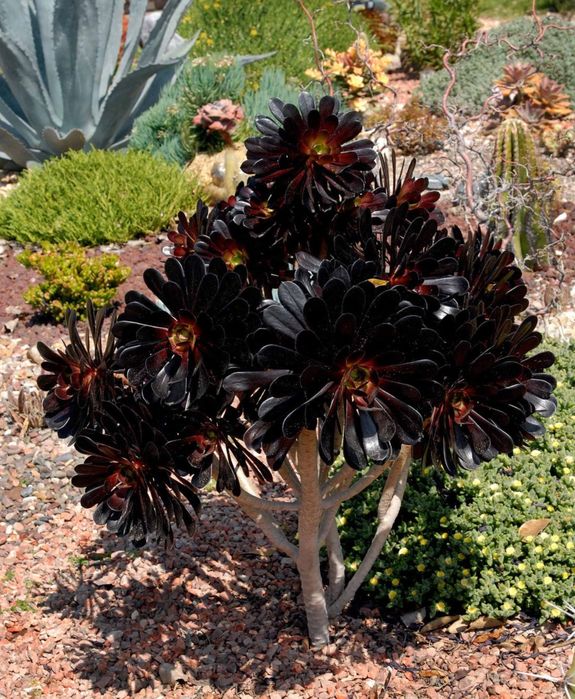 Эониум древовидный (Aeonium arboreum) — 12 см