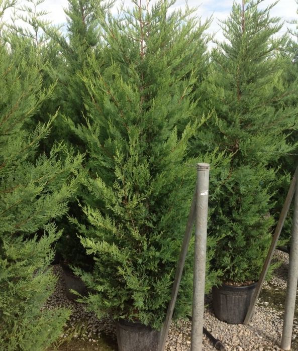 Plante care rezista la ghiveci % tuia smarald, columna, pon pom, tei