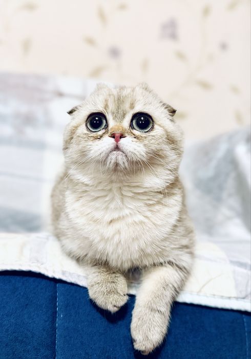 Скоттиш фолд девочка