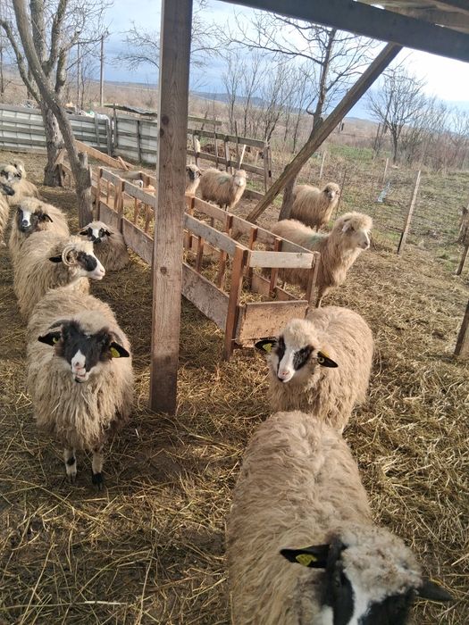 Vând sau schimb 10 miele 10 oi bătrâne și 2 berbecuti