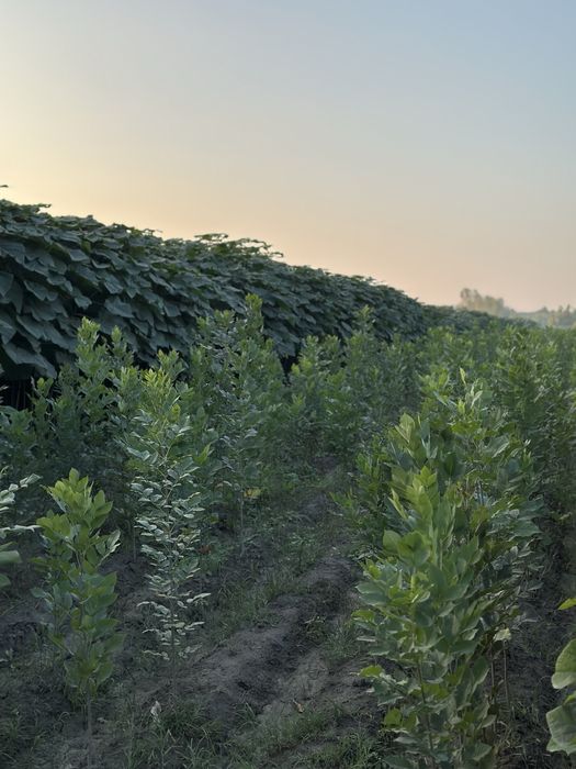 Павловния бор Pavloniya bor