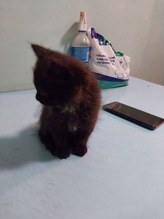 Пристраиваются котята