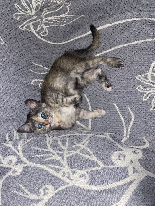 Трехцветная девочка черепаховый окрас, кот