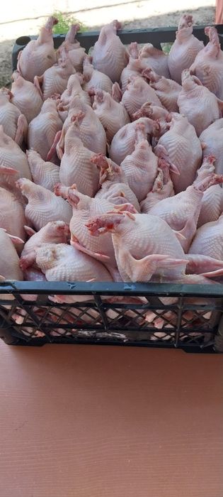 Тушки перепелов.