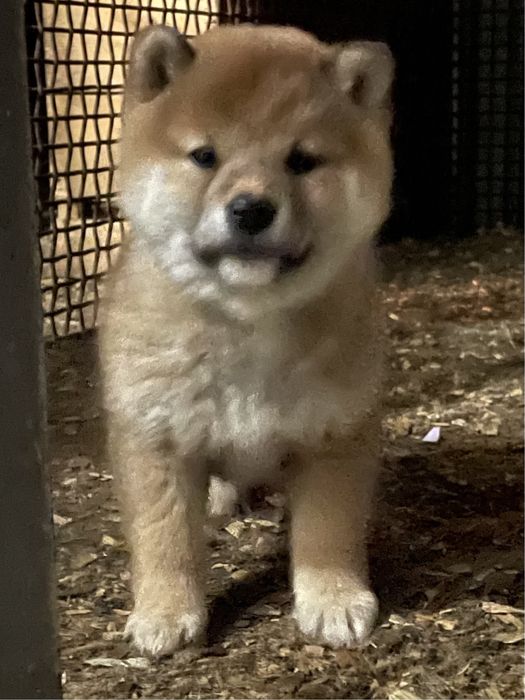 Сиба ину щенки,питомник