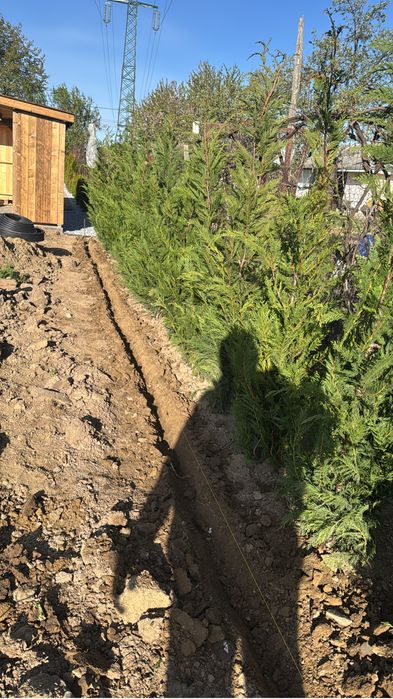 Leylandi frumosi la ghiveci