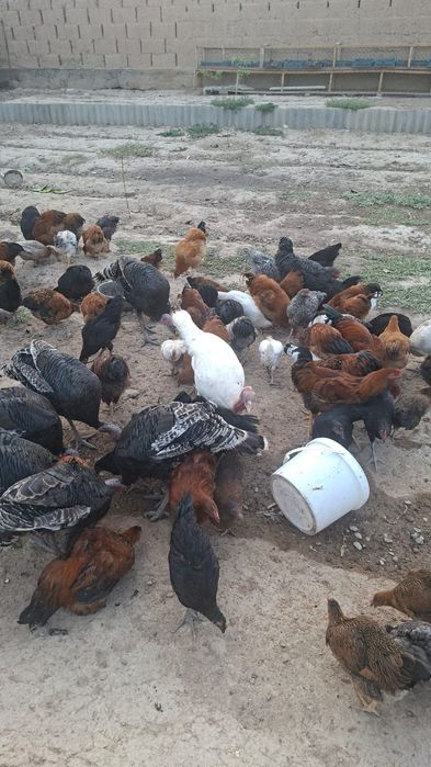 Балапан тауқтар сатылады