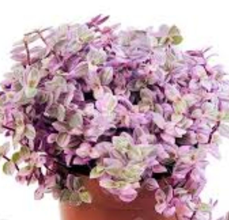 Цветы для офиса и дома от 500