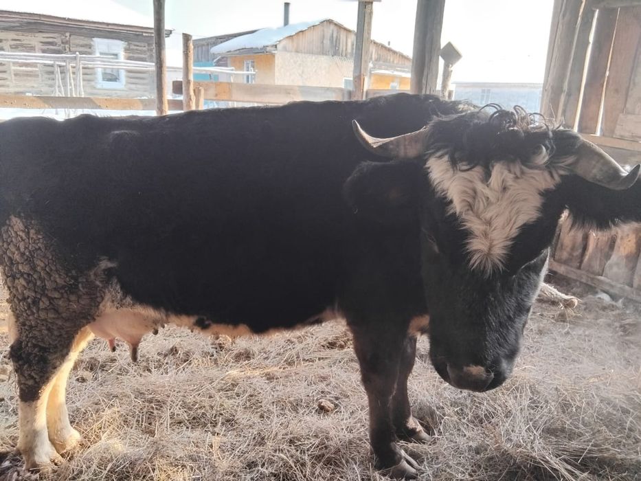 Продам корова с теленком