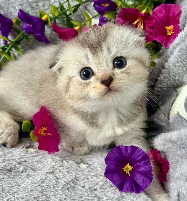 шиншилла девочка