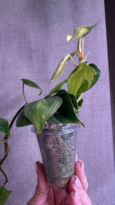 Филодендрон бразил