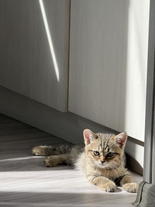 Котята(2 девочки)