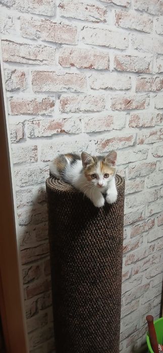 Продам котят, 1.5 месяца