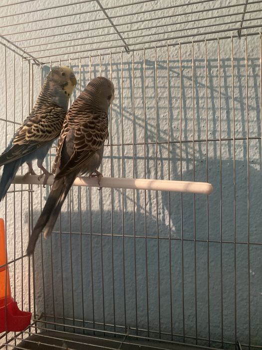 Продаются молодые попугаий парочка