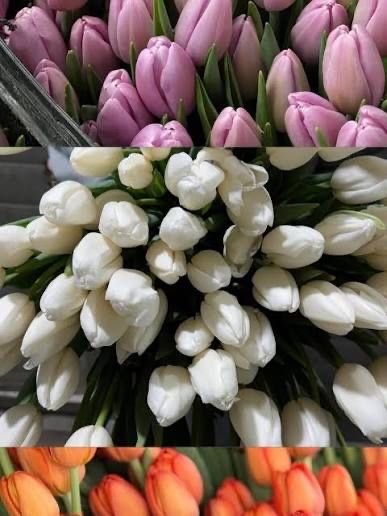 Тюльпаны ОПТОМ и в розницу