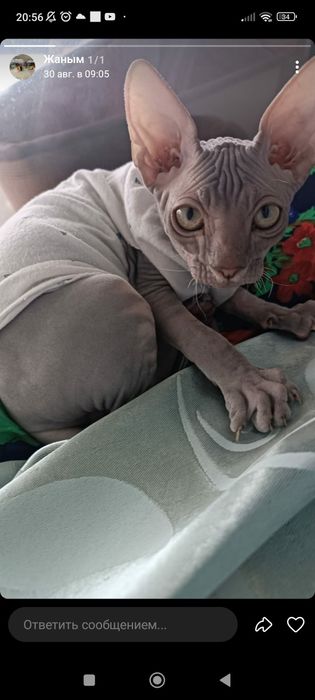 Сфинкс канадский мальчик ищет девушку