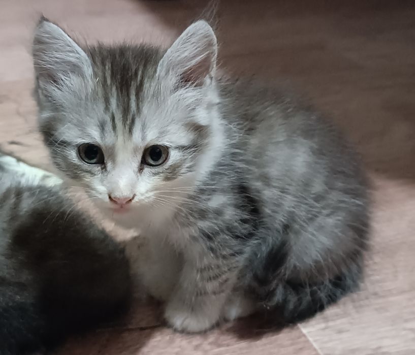 Отдам котят срочно