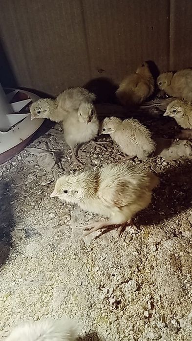 Продается перепелята