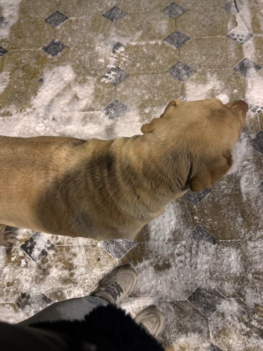 продам девочку Лабрадора