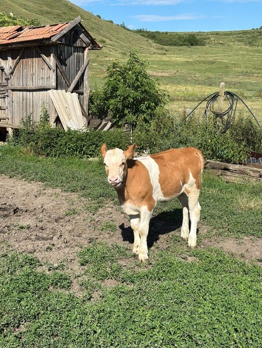 Vand vaca cu vitel