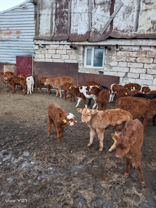 Продам телят подсосных