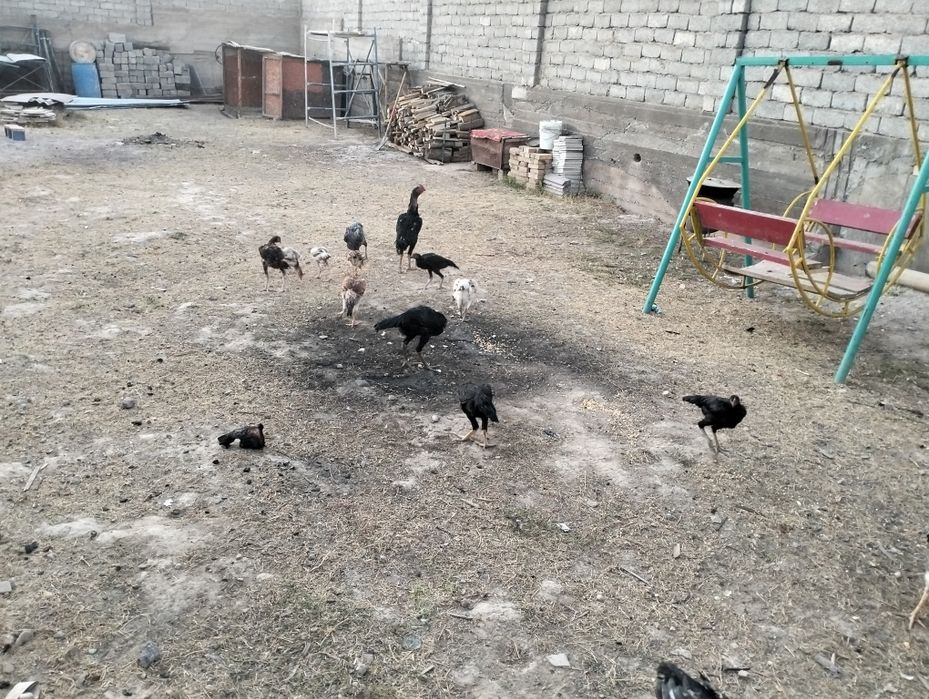 Тауықтар продажа