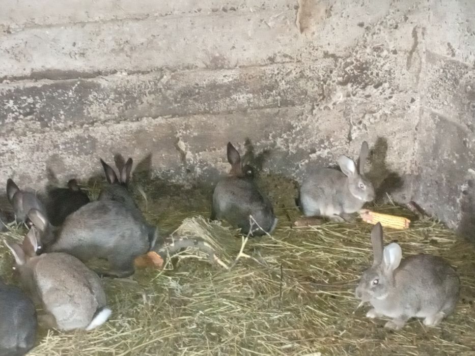 Iepurași de vânzare