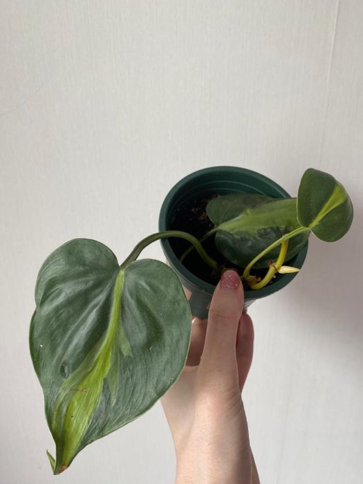 Лиана филодендрон бразил