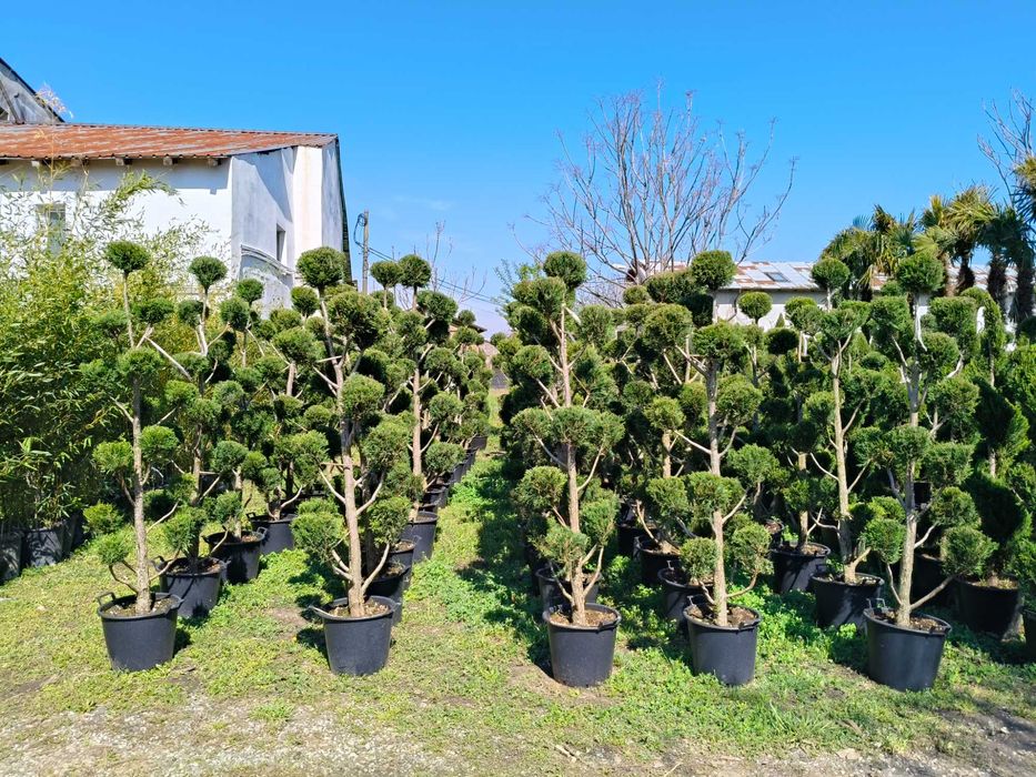 Spirala Pom Pon forme leylandi la ghiveci diverse culori livrare rapid