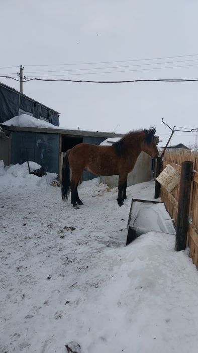 Жеребец башкир на племя