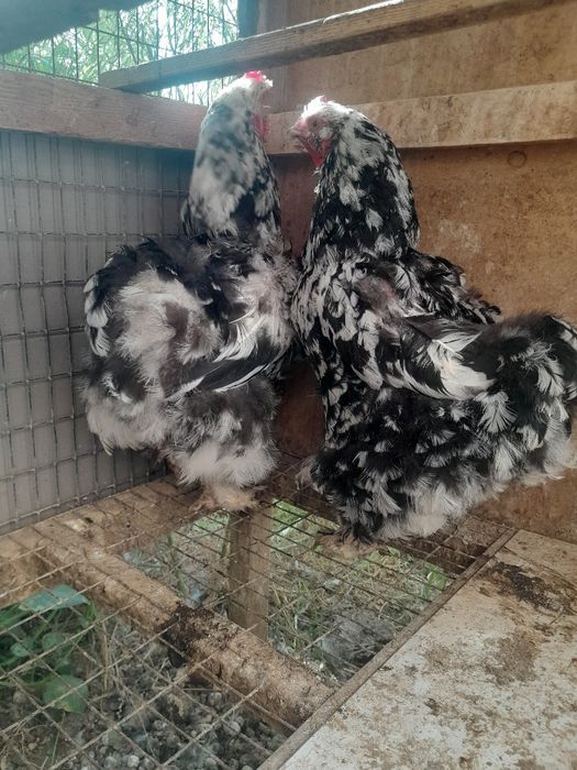 Miramir tovuqlari sotiladi !!!