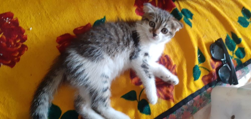 Котята девочки отдам в жобрые руки