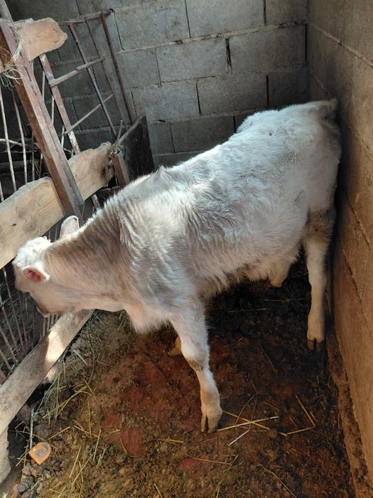 Сиыр тана бузау сатам