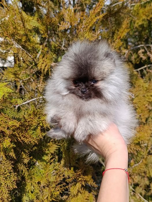 Pomeranian femela mini toy