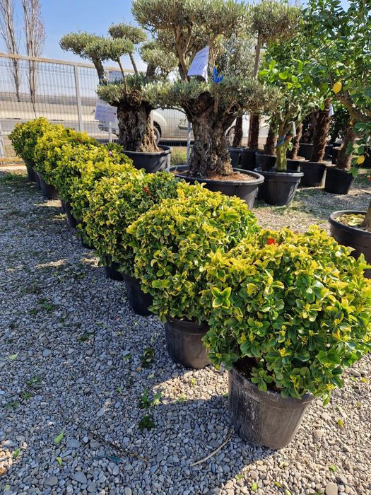 Buxus globular Eunimus globular