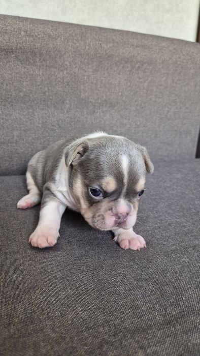 Продам французские бульдожки